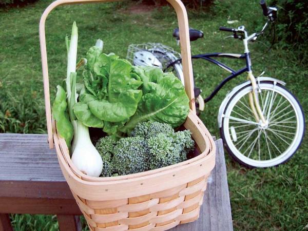 Backyard sustainability: local produce and a bicycle.
